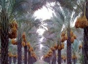 Kisah Pohon Kurma dan Shalat Abu Thalhah