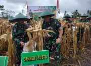 Danrem 131/Santiago Panen Jagung di Program Ketahanan Pangan