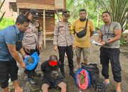 Implementasikan Asta Cita, Kapolsek Ranto Peureulak Pimpin Amankan Pelaku Tindak Pidana Penyalahgunaan Narkotika Jenis Ganja