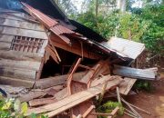 Kawanan Gajah Liar Rusak Rumah Warga di Lampung