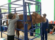 Pemkab Bojonegoro Gelar Kontes dan Pameran Ternak, Hadirkan Ternak Unggulan dari 28 Kecamatan