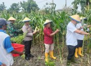 Kapolsek Porong dan Warga Gelar Panen Raya Jagung di Pekarangan Bergizi Lapas Kelas I Surabaya