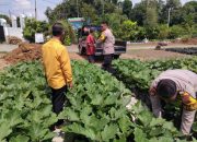 Gotong Royong Distribusikan Bibit Hortikultura di Desa Lemujut