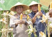 Wujudkan Swasembada Pangan, Polresta Sidoarjo Panen Raya Jagung Tahap I