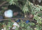 Geger !!! Warga Desa Cangkring Turi Prambon Dikejutkan Mayat Mengapung