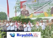Kegiatan Panen Raya Jagung Serentak Tahap 1,Ketahanan Pangan Binaan Polsek Sedati