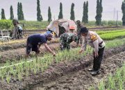 Polsek Krian Optimalisasi Pengelolahan Lahan Penanaman Bawang Merah untuk Ketahanan Pangan