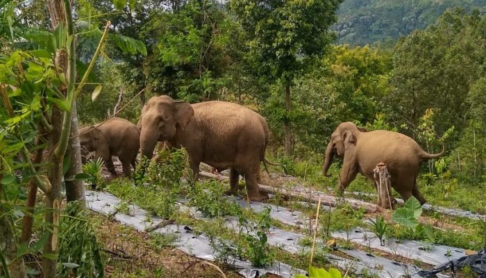Gajah Liar Kembali Memasuki Pemukiman Warga Tangse, Pidie 