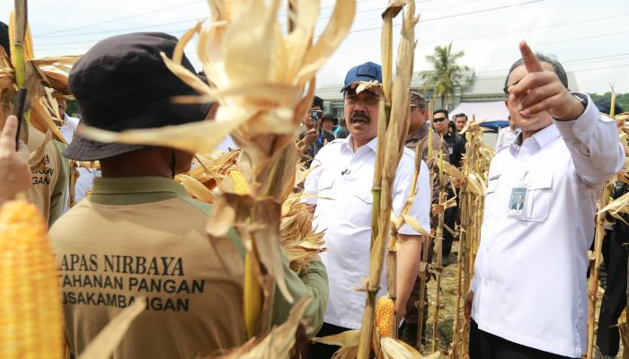NUSAKAMBANGAN PANEN PERDANA, BANGUN LUMBUNG KETAHANAN PANGAN DAN BERI KESEMPATAN WARGA BINAAN