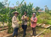 Kapolsek Sedati Pimpin Langsung Panen Jagung dan Terong Milik Warga Swan Regency