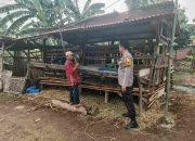 Bhabinkamtibmas Keboananom Sambangi Peternakan Kambing, Dukung Ketahanan Pangan Polresta Sidoarjo dan Program Asta Cita