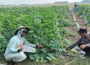 Kapolsek Tarik Meninjau langsung Budidaya Melon Hidroponik