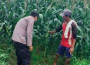 Dukung Ketahanan Pangan Bhabinkamtibmas Desa Gampingrowo Tinjau Pertanian Tanaman Jagung
