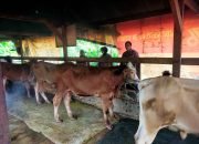 Dukung Ketahanan Pangan, Bhabinkamtibmas Desa Punggul Dorong Pengembangan Peternakan Sapi