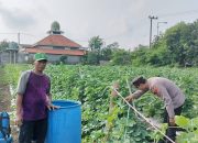 Bhabinkamtibmas Polsek Tarik Monitoring Program Ketahanan Pangan Tanaman Melon