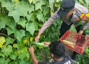 Dukung Program Asta Cita, Bhabinkamtibmas Desa Sambibulu Panen Hortikultura Bersama Petani untuk Wujudkan Swasembada Pangan
