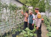 Bhabinkamtibmas Desa Entalsewu Dukung Swasembada Pangan Lewat Pendampingan Petani Budidaya Sayur