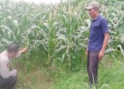 Bhabinkamtibmas Polsek Tarik Polresta Sidoarjo Monitoring Lahan Jagung dalam Rangka Program Ketahanan Pangan