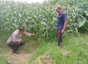 Dukung Ketahanan Pangan, Bhabinkamtibmas Polsek Tarik Turun ke Sawah Bersama Petani Jagung