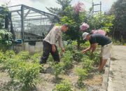 Polsek Sedati Rutin Melakukan Pengecekan Tanaman Cabe