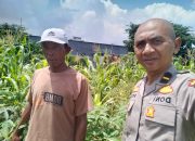 Wujudkan Ketahanan Pangan Polresta Sidoarjo Polsek Sedati Melaksanakan Pengecekan Tanaman Jagung
