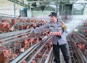 Dukung Program Asta Cita dan Swasembada Pangan, Bhabinkamtibmas Keboan Anom Bersinergi dengan Petani Ayam