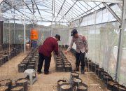 Dukung Program Asta Cita dan Swasembada Pangan, Bhabinkamtibmas Banjar Kemuning Bersinergi dengan Petani Melon