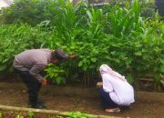 Dukung Program Asta Cita dan Swasembada Pangan, Bhabinkamtibmas Buncitan Bersinergi dengan Petani Terong