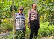 Bripka Ronggo, Bhabinkamtibmas Kalijaten, Dukung Program Asta Cita Polri di Bidang Ketahanan Pangan: Wujudkan Swasembada Pangan Lokal Bersama Petani