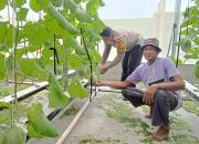 Kreatif di Tengah Keterbatasan, Bhabinkamtibmas Polsek Tarik Polresta Sidoarjo Kunjungi Kebun Melon Hidroponik Dukung Ketahanan Pangan