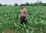 Bhabinkamtibmas Polsek Tarik Cek Ketahanan Pangan Jagung di Tengah Musim Pancaroba