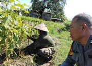 Aiptu Sulaiman Dukung Ketahanan Pangan Lewat Kunjungan ke Petani Terong