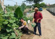 Polisi Cinta Petani Bhabinkamtibmas Polsek Sedati Kunjungi Petani Labu