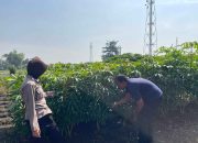Brigadir Dwi Retno Putri Monitoring Tanaman Singkong Milik Warga Dukung Ketahanan Pangan Polresta Sidoarjo