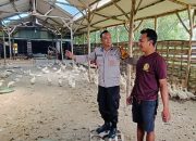 Polisi Cinta Petani, Bhabinkamtibmas Polsek Tarik Pantau Peternakan Bebek Dukung Ketahanan Pangan
