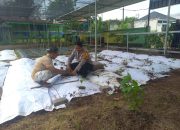 Polri Cinta Petani, Bripka Rudi Ajak Warga Wadungasih Wujudkan Swasembada Pangan Lewat Kebun Mandiri