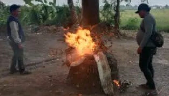 Polsek Krian Tindaklanjuti Praktik Judi Sabung Ayam