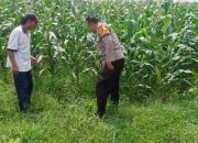 Bangkitkan Semangat Petani, Bhabinkamtibmas Tarik Turun ke Sawah Bersama Petani Jagung Dukung Ketahanan Pangan