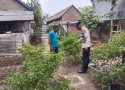 Dukung Ketahanan Pangan, Aiptu Ichsan Bhabinkamtibmas Desa Entalsewu Ajak Warga Manfaatkan Pekarangan