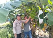 Bhabinkamtibmas dan Warga Desa Entalsewu Manfaatkan Pekarangan Untuk di Tanami Pisang Wujudkan Swasembada Pangan