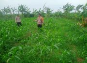 Polsek Krembung Dorong Swasembada Pangan, Kanit Binmas Dampingi Petani Jagung di Desa Kandangan
