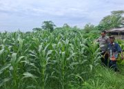 Pastikan Pengairan dan Pertumbuhan Optimal, Bhabinkamtibmas Polsek Tarik Polresta Sidoarjo Cek Pertanian Jagung