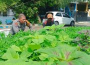 Aiptu Sulaiman Turun Ke Sawah Dukung Ketahanan Pangan Lewat Pertanian Kangkung
