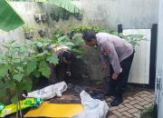 Aiptu Budi Santoso Turun Ke Sawah Dukung Ketahanan Pangan Lewat Pertanian Terong
