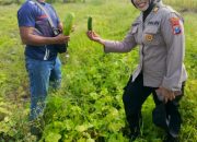 Kanit Binmas Polsek Gedangan dan Bhabinkamtibmas Semambung Turun ke Sawah, Dukung Ketahanan Pangan Lewat Pertanian Mentimun