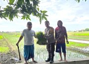 Tanpa Ragu, Bhabinkamtibmas Aiptu Syaiful Efendi Turun Sawah Wujudkan Asta Cita dan Swasembada Pangan di Desa Damarsi