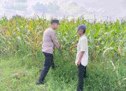 Dialog Humanis Bhabinkamtibmas Polsek Tarik Polresta Sidoarjo Bersama Petani Jagung