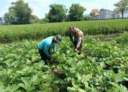 Bhabinkamtibmas Polsek Buduran Aipda Adi, Ikut Merawat Terong, Wujudkan Polri Cinta Petani.