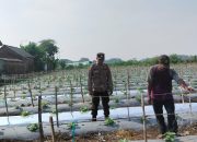 Bhabinkamtibmas Polsek Tarik Sambangi Petani Melon, Jalin Komunikasi dan Wujudkan Situasi Kamtibmas Kondusif