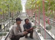 Bhabinkamtibmas Polsek Tarik Semangati Petani Melon Hidroponik : Inovasi Desa Menuju Ketahanan Pangan